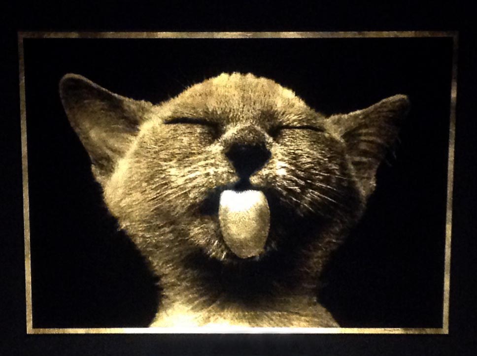 kitten-tongue-chaton-langue-einstein-artwork-gold